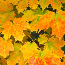 sugar maple leaves in shades of yellow green orange and red