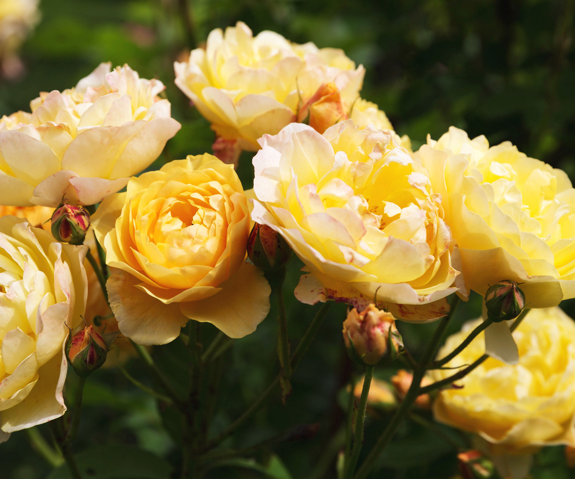 yellow rose Graham Thomas flowering in border