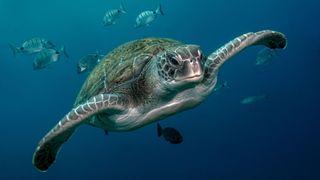 Turtle swimming under water