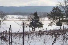 Veramar vineyard, Bogarty Family Wine Estates