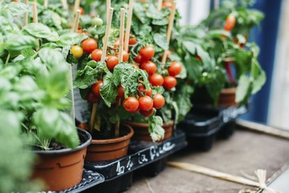 when to plant tomatoes: tomatoes growing in pots