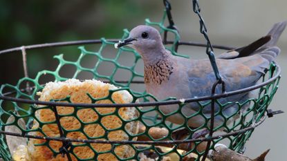 Dove eating bread in an urban garden hanging basket