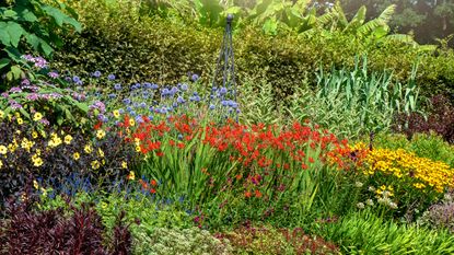 Crocosmia flowers in garden borders