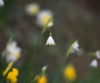 Leucojum spring bulb flowering
