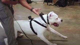 A dogo argentinos straining on his leash