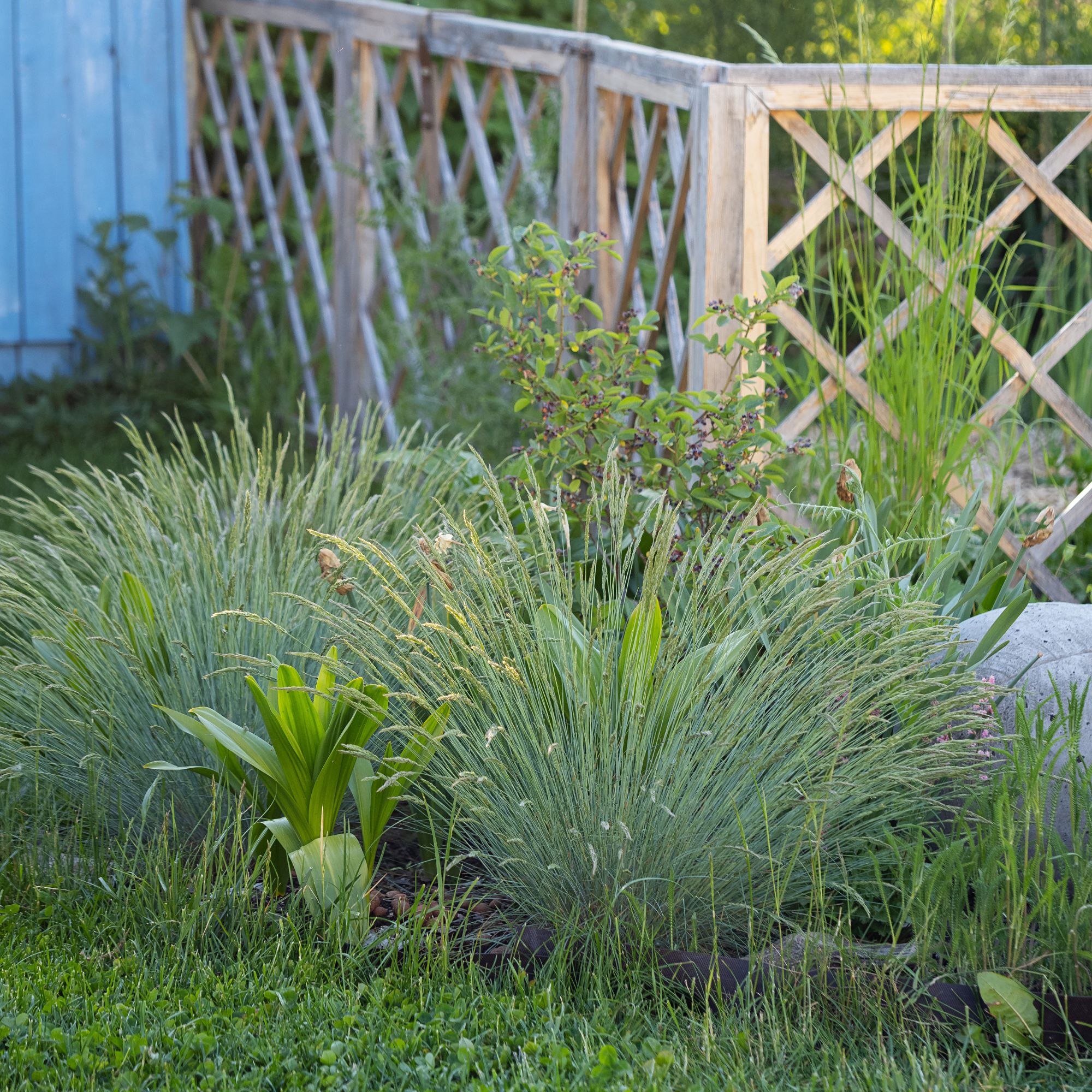 Festuca glauca ornamental grass growing in garden
