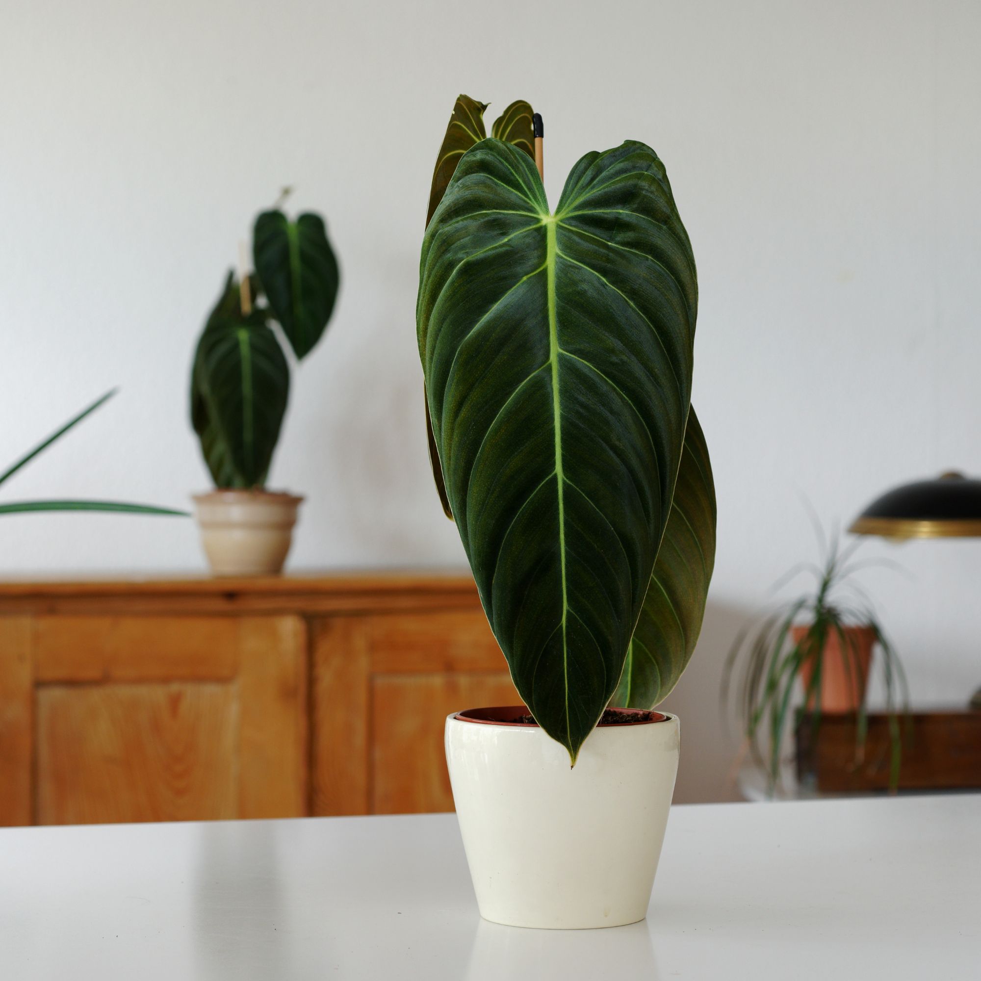 Philodendron melanochrysum houseplant