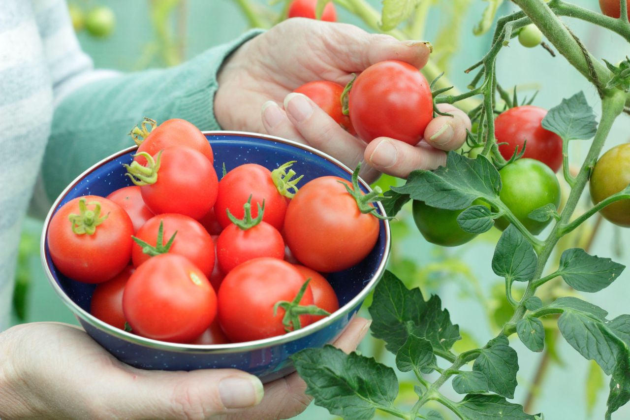 Tomatoes being picked and put in a bowl