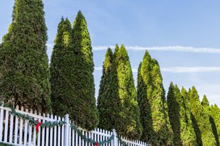 Cypress trees