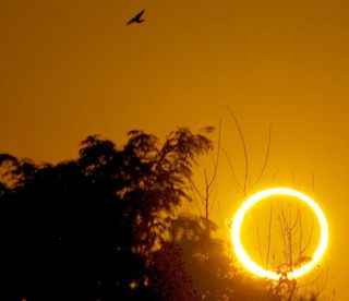 Solar Eclipse with Bird