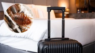 The main image shows a suitcase in front of a bed in a hotel room. In the top right corner is a close up bed bugs on a mattress