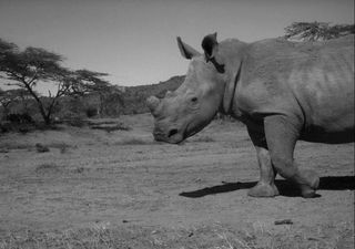 black-rhino-110304-02