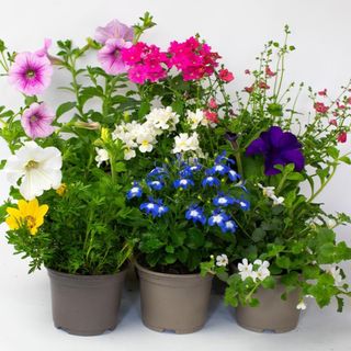 9 pots of Flowering Bedding Plants on a grey background