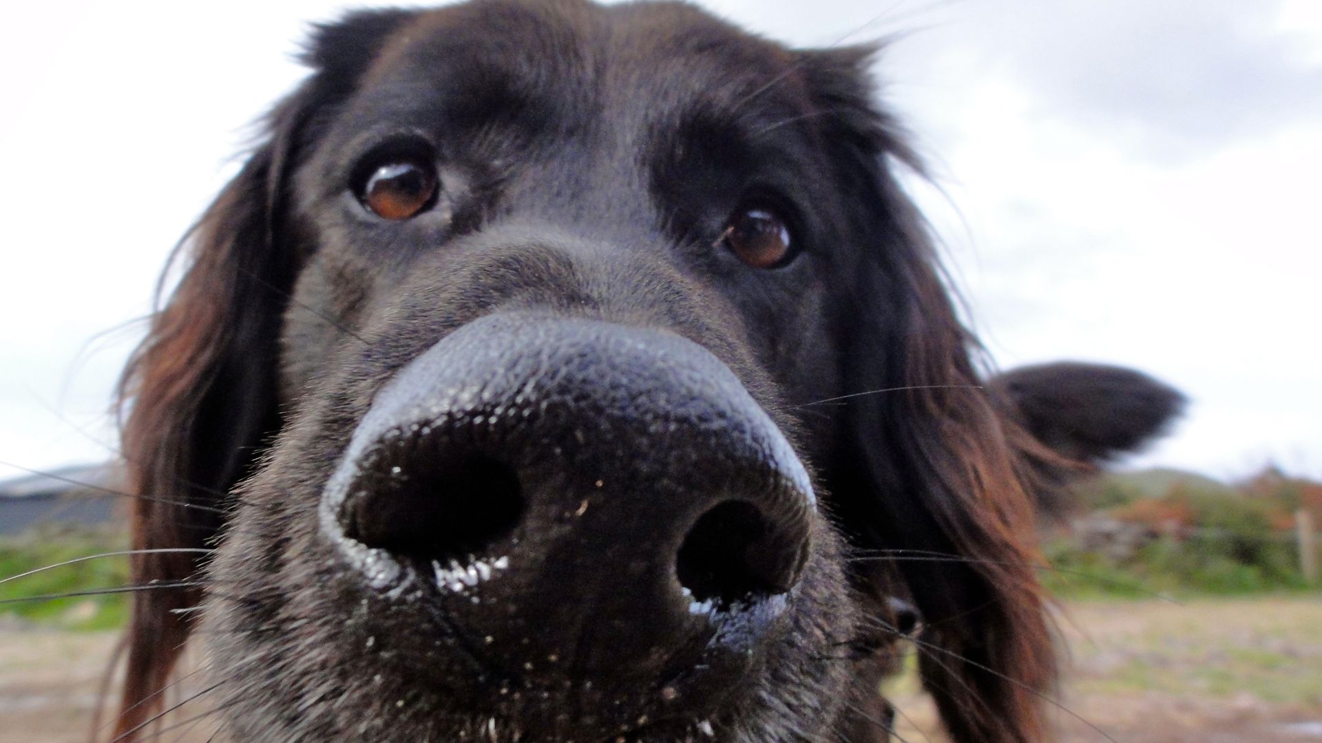 What causes a wet nose in dogs? PetsRadar