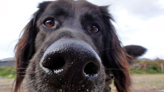 Close-up portrait of dog on field against sky illustrating wet nose in dogs