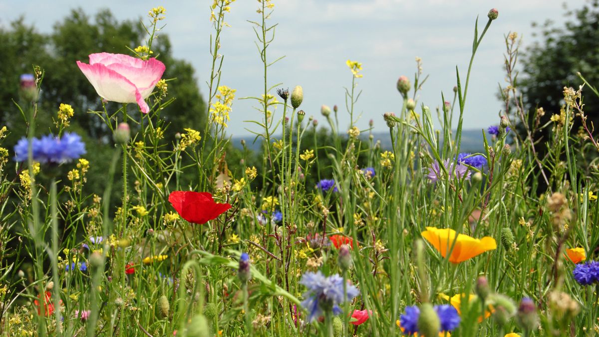 When to cut a wildflower meadow and what to do Gardeningetc
