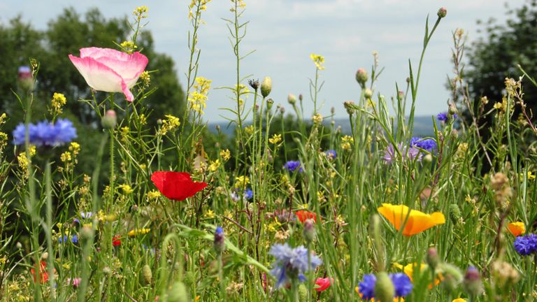 pretty wildflower meadow in bloom