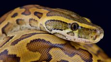 An African rock python
