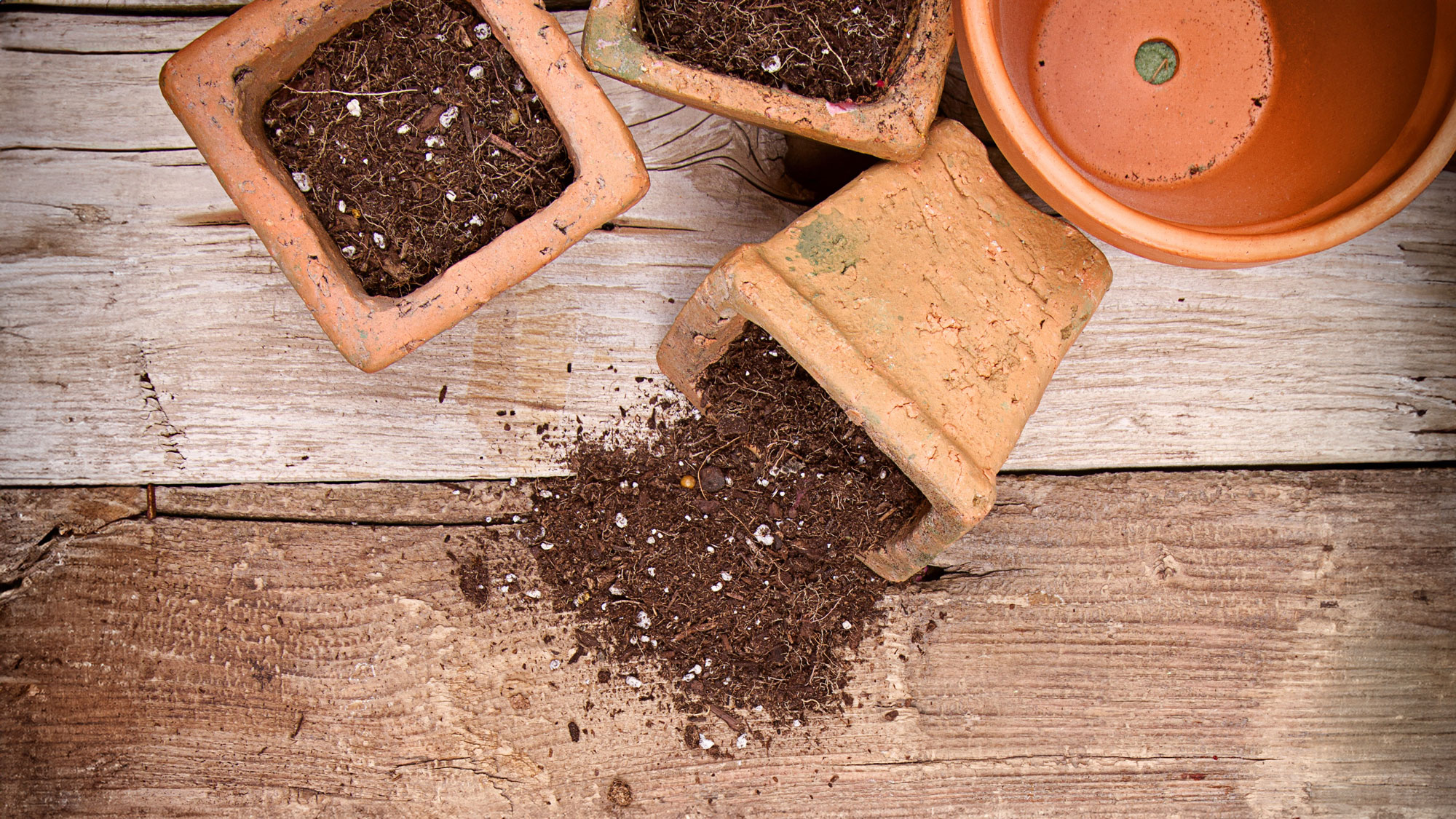 old potting soil spilling out of terracotta pots on table
