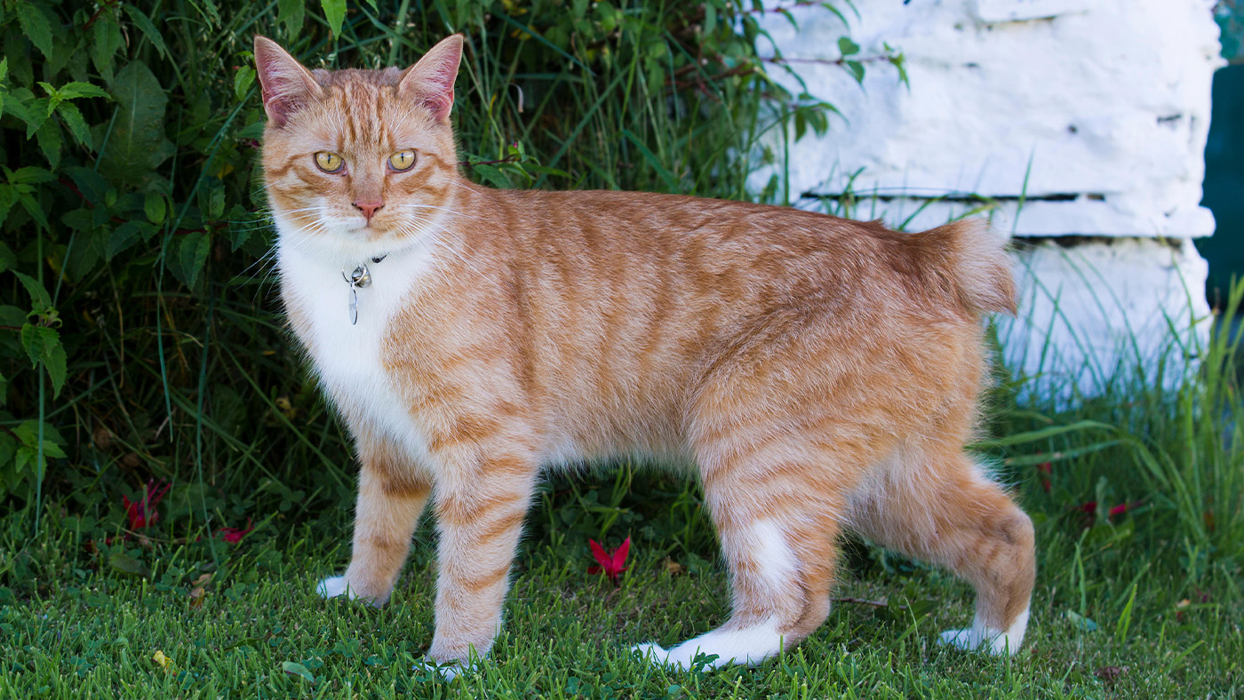 Manx cat in garden