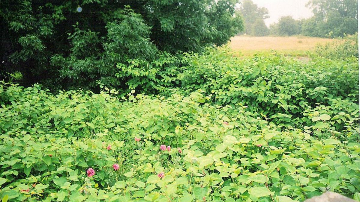 Japanese Knotweed