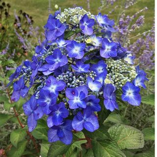 Hydrangea Mix 10+ Seeds Flowers