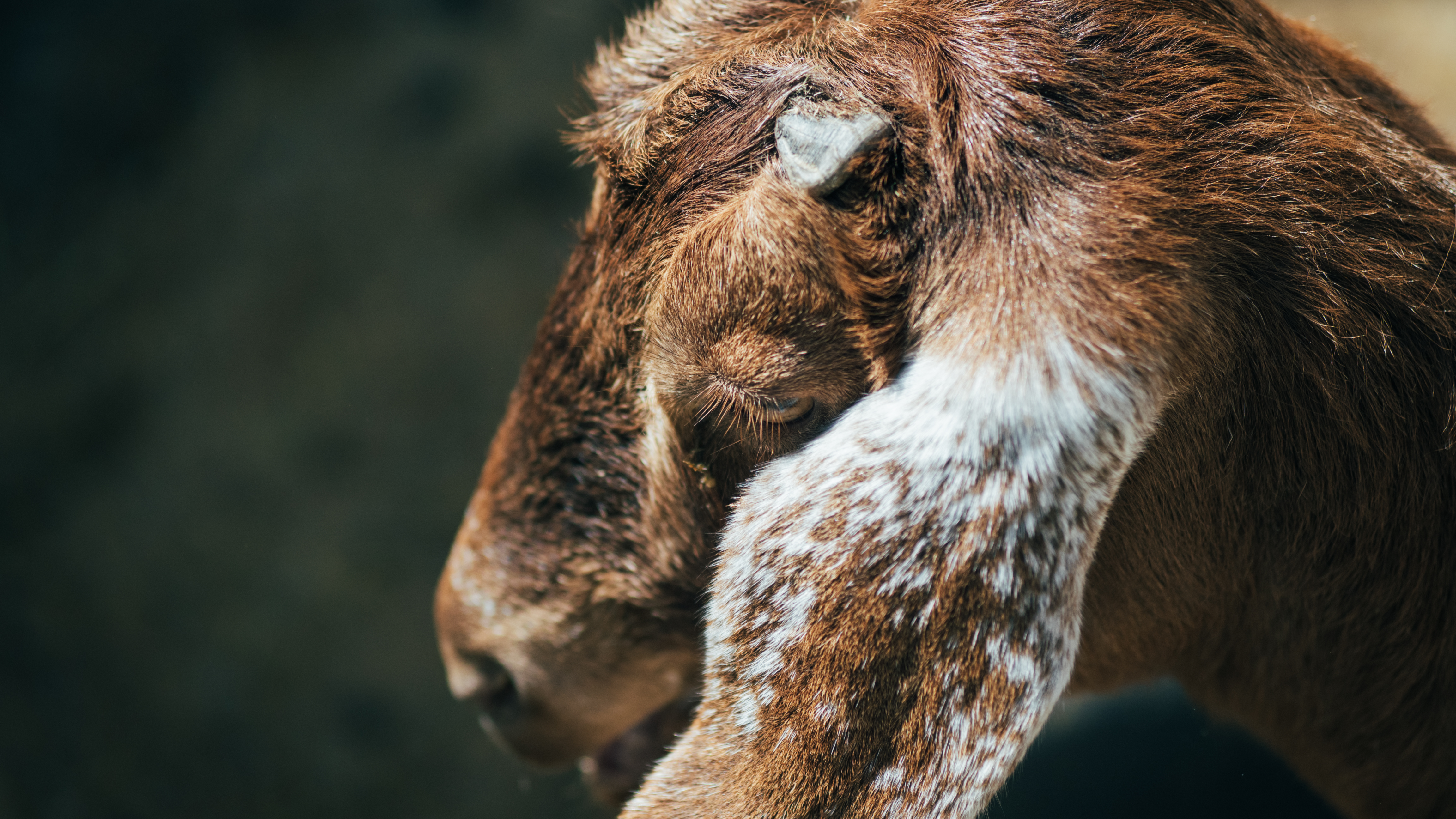 A close-up image of a goat's head, Olympus EM-5 Mark II sample images