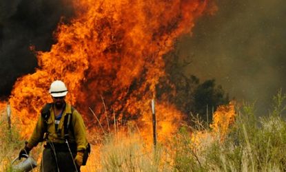 A firefighter walks away after setting a backburn in an attempt to control a raging wildfire in Nutrioso, Ariz., on June 10: Already this year, nearly 13,000 square miles of land â€” an area 
