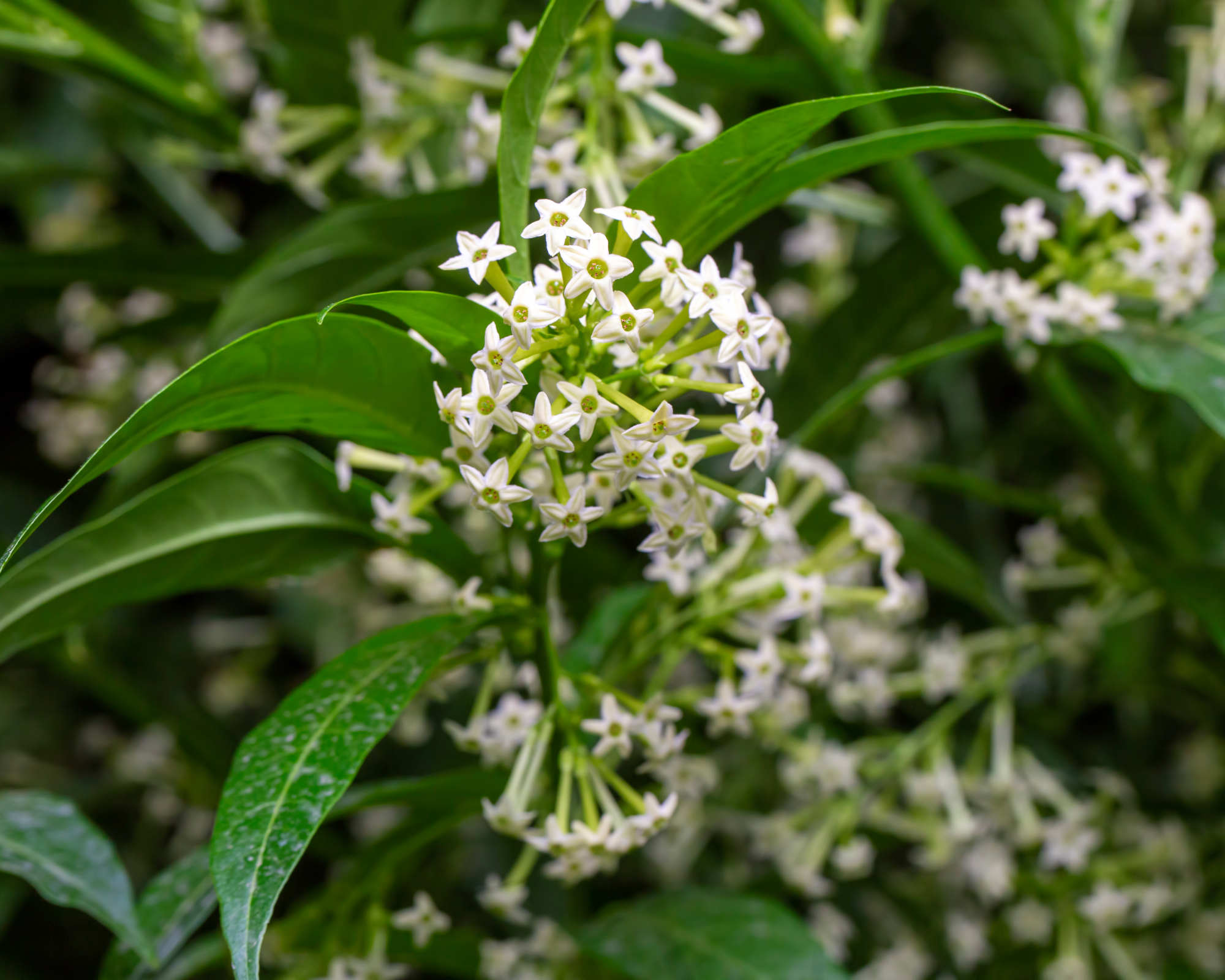 night-blooming jasmine flowers