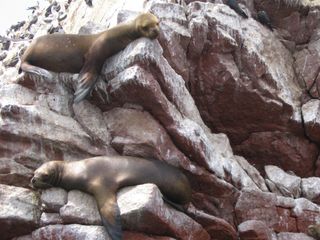 Sea lions may have transmitted tuberculosis to people in the early Americas.