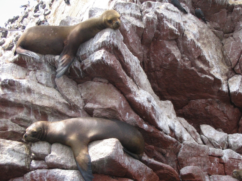 Sea lions may have transmitted tuberculosis to people in the early Americas.
