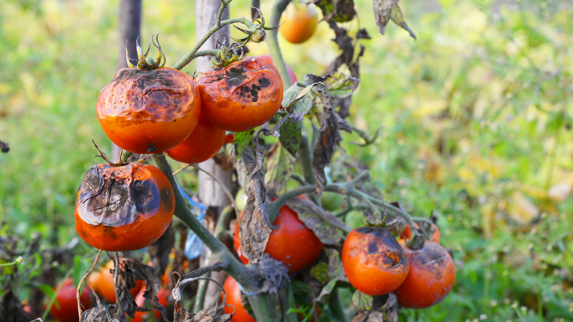 tomato blight