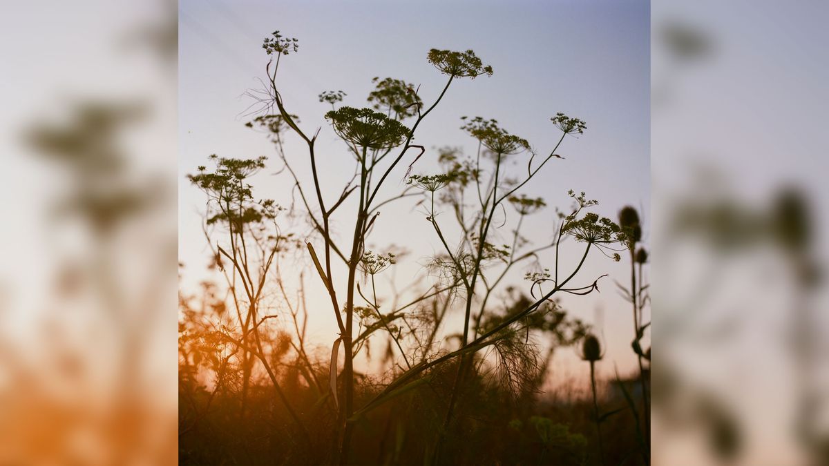 Flowers at sunrise 