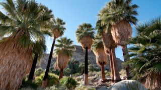 49 Palms Trail in Joshua Tree National Park