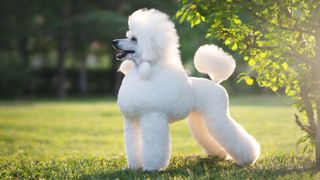 Poodle