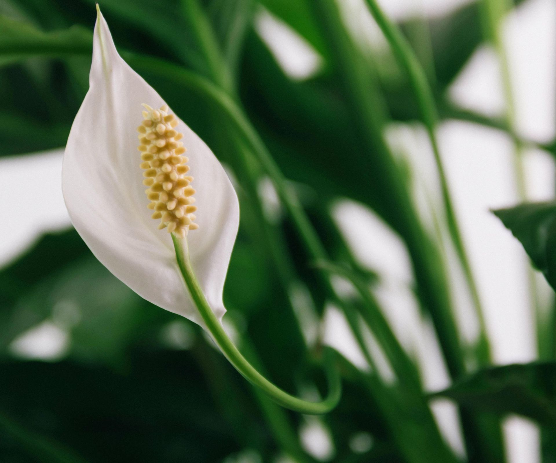 6 plants that prevent mold for added defense Homes & Gardens