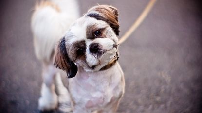 hypoallergenic dog breeds: shih tzu