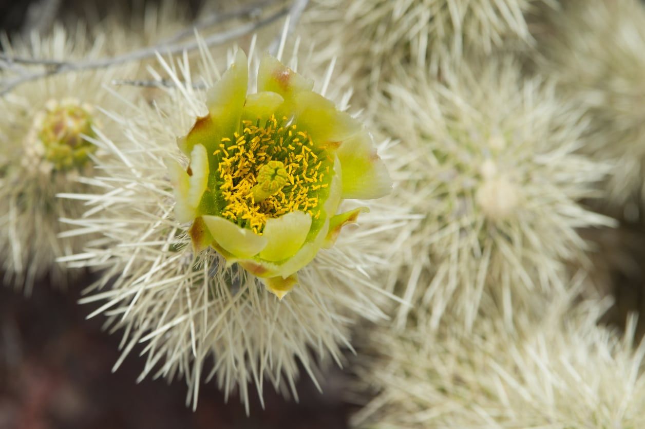 teddy bear cholla