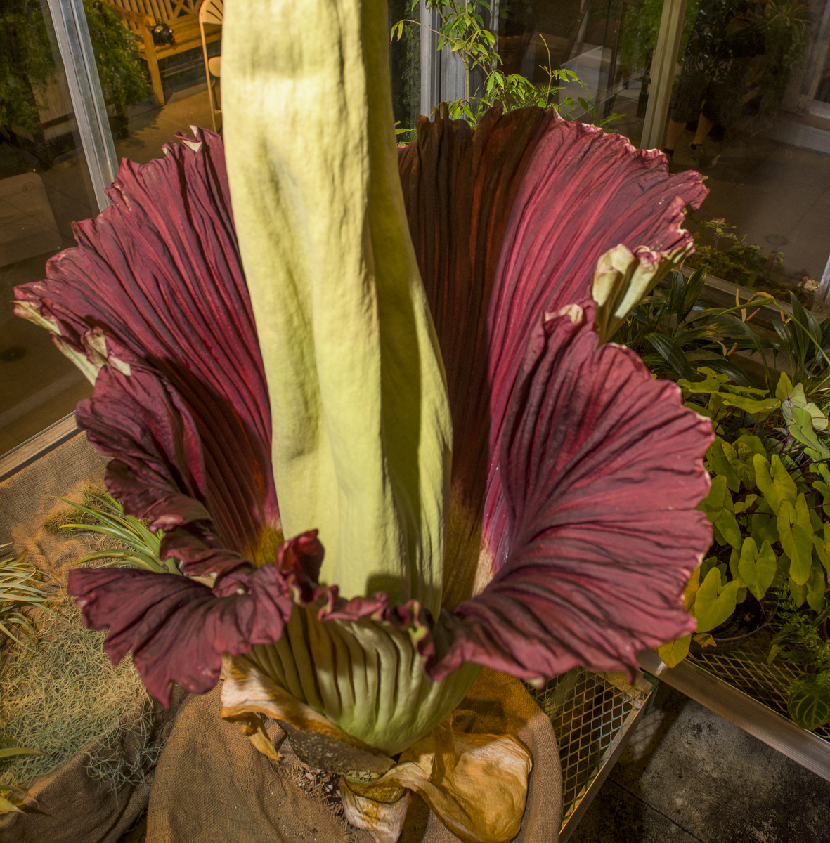 Photos: Stinky 'Corpse Flower' Blooms | Live Science