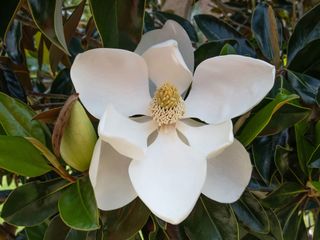 Little Gem magnolia