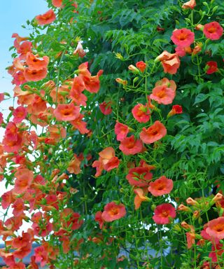 red flowers of a trumpet creeper growing over a wall