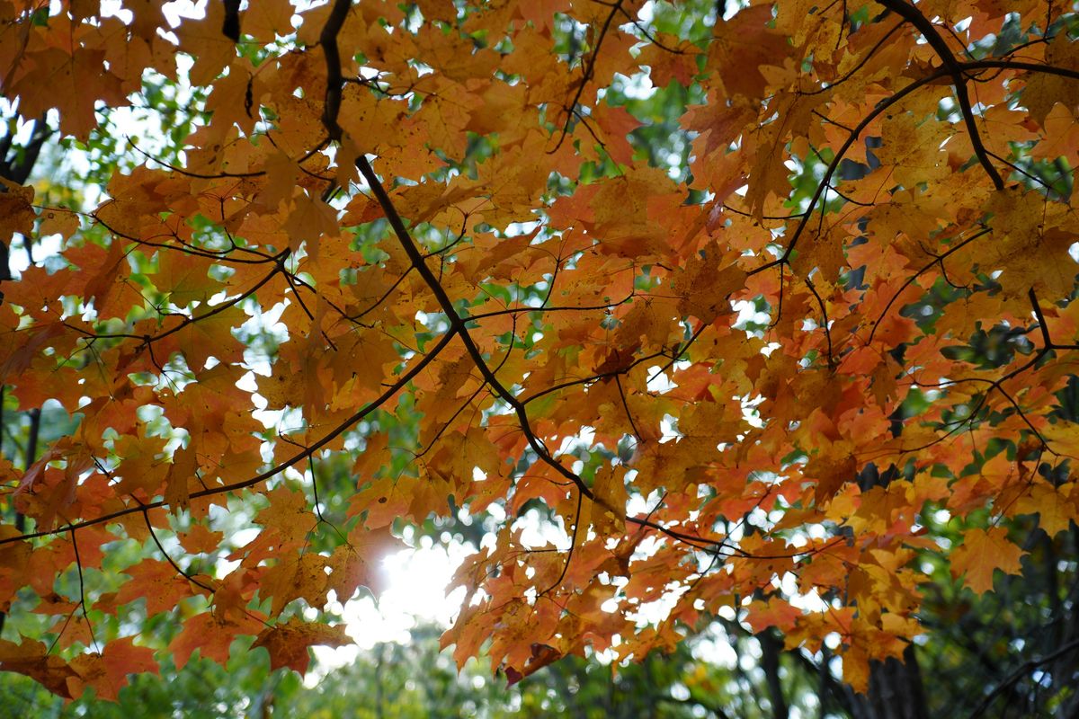 Sample images taken with the Tamron 16-50mm f/2.8 A and the Sony A6700