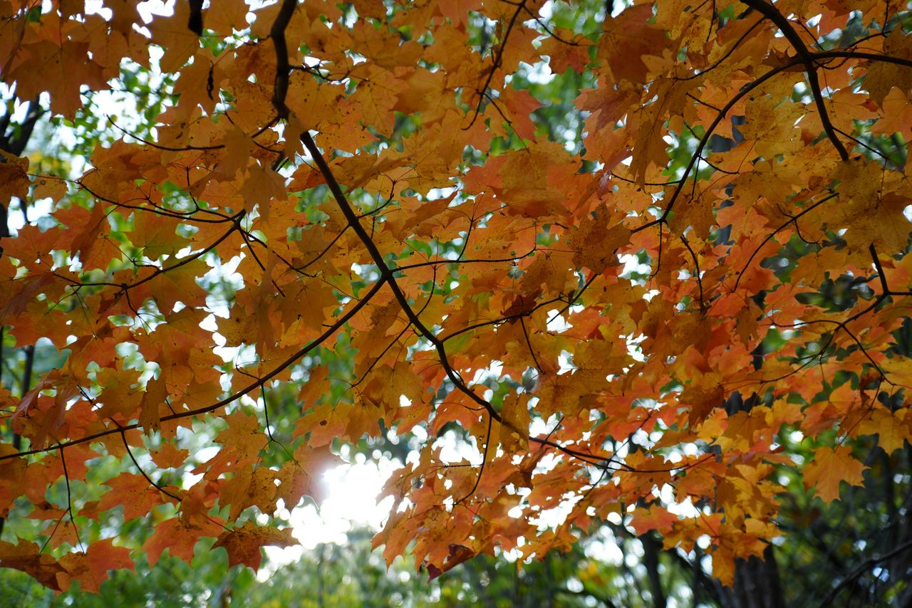 Sample images taken with the Tamron 16-50mm f/2.8 A and the Sony A6700