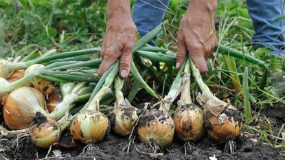 harvesting a good crop of onions