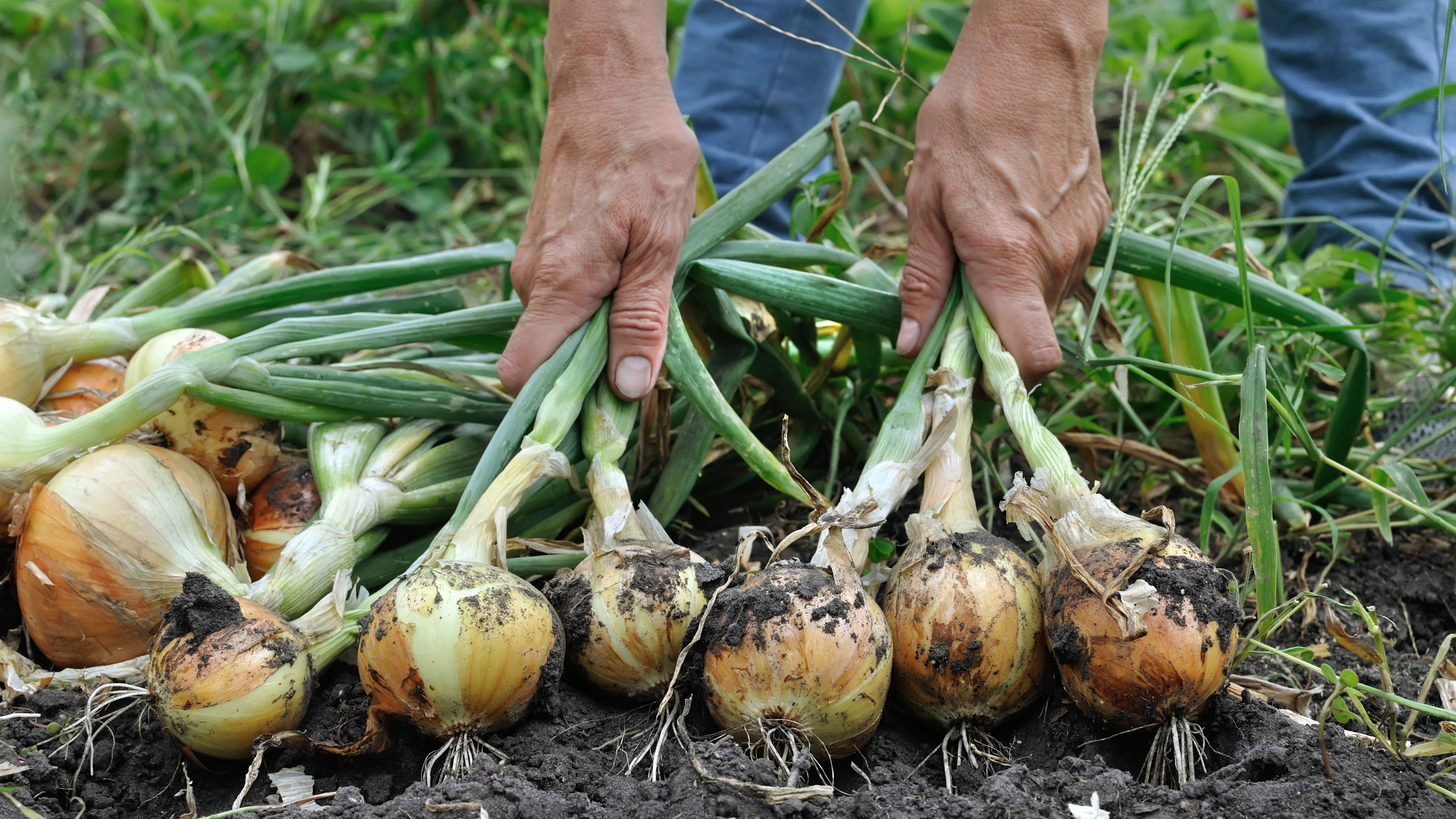 Image of Onions planted near tomatoes to deter pests