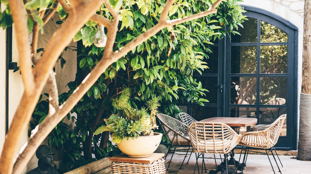 Small courtyard with rattan chairs and table, a large laurel tree in the background, and modern black, heritage doors