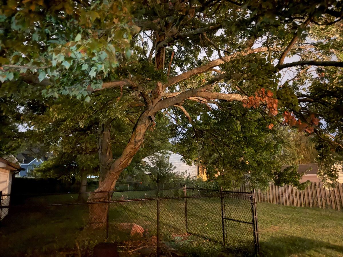 iPhone 17 Pro Camera Sample.