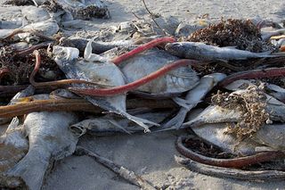 In October 2009, dead fish washed onto a beach at Padre Island, Texas, following a harmful algal bloom.