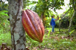 Photo of a cacao pod on its tree, with a farmer in the background.