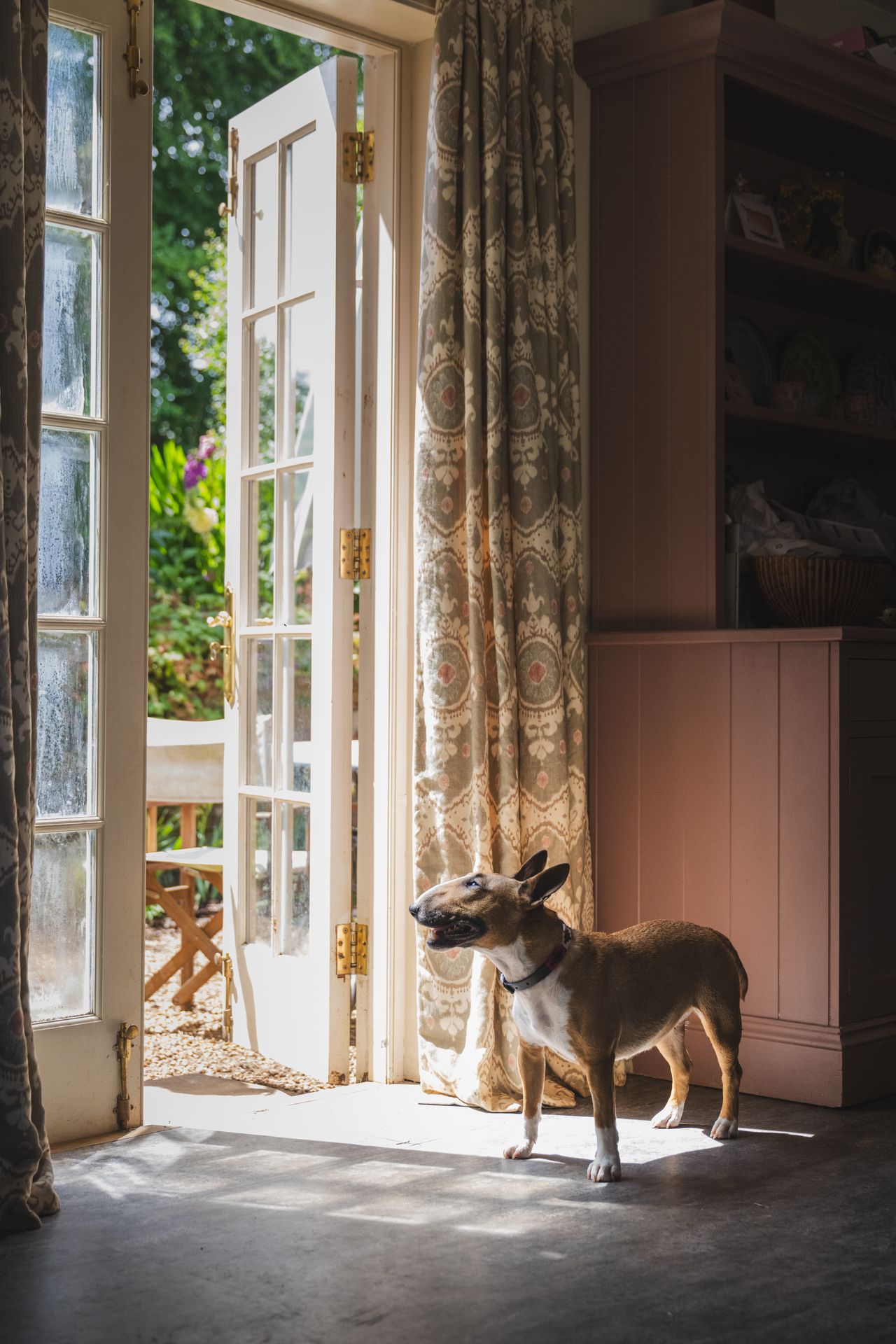 An English bull terrier called Peggy